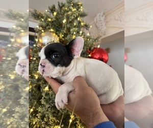 French Bulldog Puppy for sale in MORENO VALLEY, CA, USA