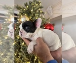 Small French Bulldog