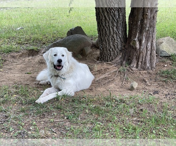 Medium Photo #1 Great Pyrenees Puppy For Sale in BURL, NC, USA