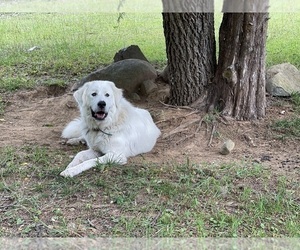 Mother of the Great Pyrenees puppies born on 04/29/2023