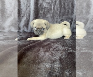 Pug Puppy for sale in BEECH GROVE, IN, USA