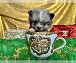 Small Photo #5 Pomeranian Puppy For Sale in HAYWARD, CA, USA