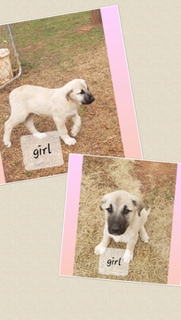 Medium Photo #2 Anatolian Shepherd Puppy For Sale in LAURENS, SC, USA