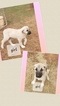 Small Photo #2 Anatolian Shepherd Puppy For Sale in LAURENS, SC, USA