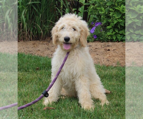 Medium Photo #1 Goldendoodle Puppy For Sale in FREDERICKSBURG, OH, USA