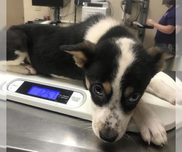 Medium Photo #1 Australian Shepherd-Unknown Mix Puppy For Sale in Conroe, TX, USA