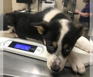 Australian Shepherd-Unknown Mix Dogs for adoption in Conroe, TX, USA