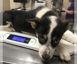 Small Australian Shepherd Mix