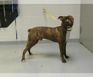 Boxer-Unknown Mix Dogs for adoption in St. Cloud, FL, USA