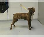 Small Boxer Mix