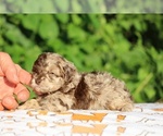 Small #7 ShihPoo