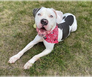 Bullypit Dogs for adoption in Princeton, MN, USA