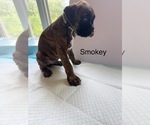 Small #4 Boxer