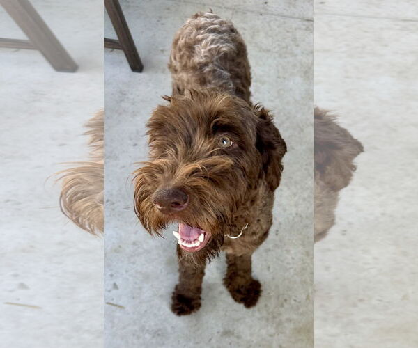 Medium Photo #3 Labrador Retriever-Unknown Mix Puppy For Sale in Valrico, FL, USA