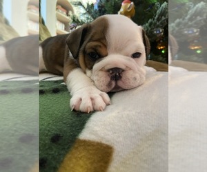 English Bulldog Puppy for sale in PRINCETON, KY, USA