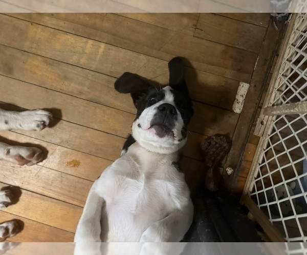 Medium Photo #16 Cane Corso-Saint Bernard Mix Puppy For Sale in WORCESTER, MA, USA
