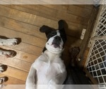 Small Photo #47 Cane Corso-Saint Bernard Mix Puppy For Sale in WORCESTER, MA, USA