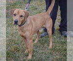 Small #2 Labrador Retriever-Rhodesian Ridgeback Mix