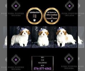 Maltipoo Puppy for sale in WARSAW, IN, USA