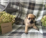 Small #2 Puggle