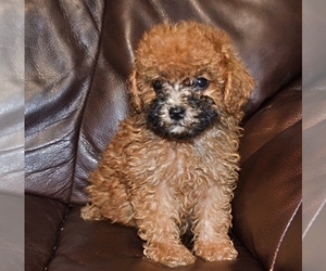 Poodle (Toy) Dog for Adoption in FULTON, Kansas USA