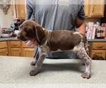 Small #23 German Shorthaired Pointer