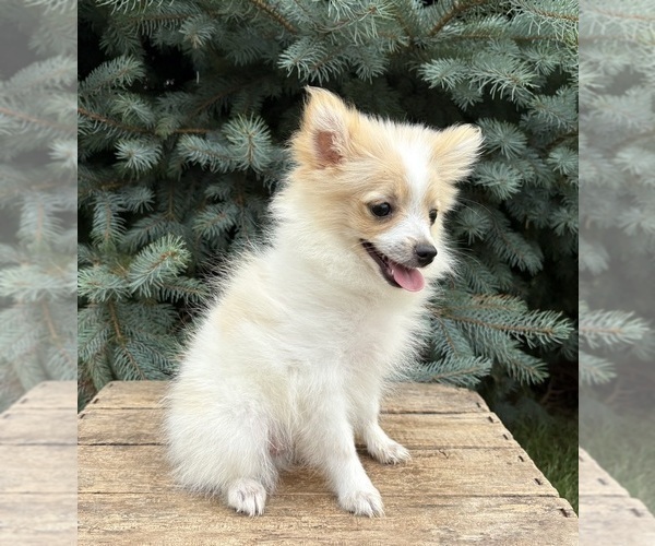 Medium Photo #2 Pomeranian Puppy For Sale in MIDDLEBURY, IN, USA
