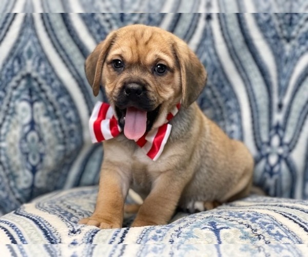 Medium Photo #7 Puggle Puppy For Sale in LAKELAND, FL, USA