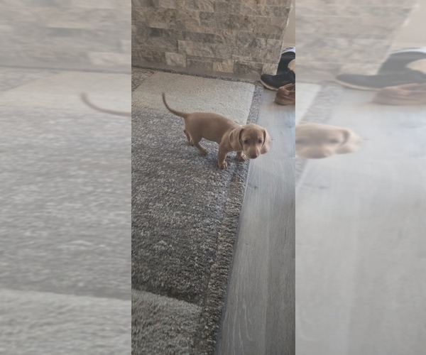 Medium Photo #3 Dachshund Puppy For Sale in COMMERCE, TX, USA