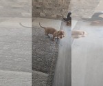 Peanut - Female Dachshund Puppy for Sale - Photo #3