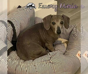 Emory Marie+ - Female Dachshund Dog for Adoption - Photo #3