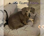 Small Photo #3 Dachshund Puppy For Sale in San Antonio, TX, USA