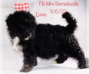 Bernedoodle (Miniature) Puppy for Sale in SHIPSHEWANA, Indiana USA