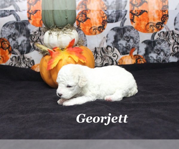 Medium Photo #2 Poodle (Toy) Puppy For Sale in CHANUTE, KS, USA