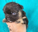 Small #1 French Bulldog