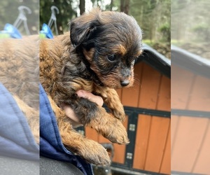 Maltipoo (Miniature) Puppy for sale in VENETA, OR, USA