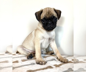 Pug Puppy for sale in INDIANAPOLIS, IN, USA