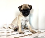 Image preview for Ad Listing. Nickname: Ottis