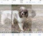Small Photo #1 Aussiedoodle Miniature  Puppy For Sale in BROOKSVILLE, FL, USA