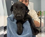 Small #2 Labrador Retriever Mix