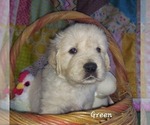 Small #2 English Cream Golden Retriever