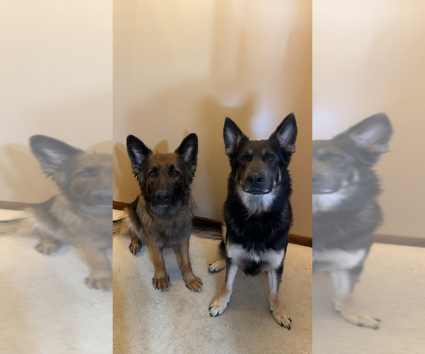 Medium Photo #1 German Shepherd Dog Puppy For Sale in KIRKSVILLE, MO, USA