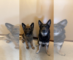 German Shepherd Dog Litter for sale in KIRKSVILLE, MO, USA