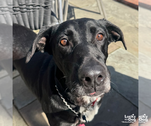 Lab-Pointer Dogs for adoption in Washington, DC, USA