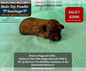 Poodle (Toy) Puppy for sale in TUCSON, AZ, USA
