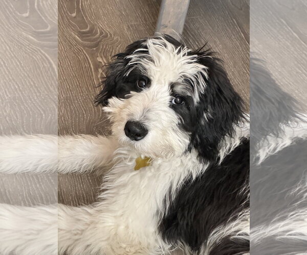 Medium Photo #2 Bernese Mountain Dog-Unknown Mix Puppy For Sale in Sandy, UT, USA