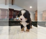 Small Photo #9 Bernese Mountain Dog Puppy For Sale in WATERFORD, MI, USA