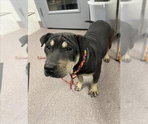 Chinese Shar-Pei Dogs for adoption in Tracy, CA, USA