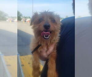 Mutt Dogs for adoption in Rocky Mount, NC, USA