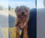 Small Mutt